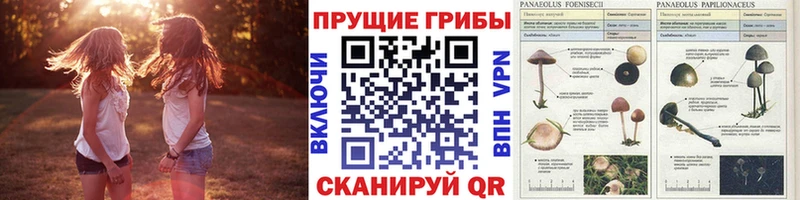 ссылка на мегу ССЫЛКА  Нефтегорск  Галлюциногенные грибы мухоморы  купить закладку 